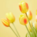 TULIP GUM.OLIS MZ5PZH40(CLOSED)C0 Cod. 214959,230 Variation YELLOW/RED