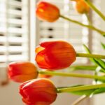 TULIP GUM.OLIS MZ5PZH40(CLOSED)C0 Cod. 214959,300 Variation ORANGE Unit price: €5.3